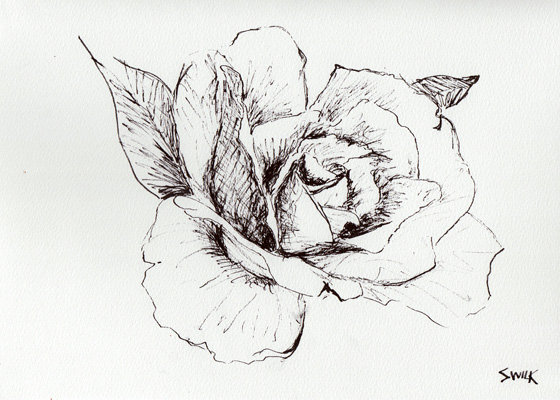 Rose in Gardens of Versailles, Pen and Ink Drawing From France
